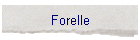 Forelle