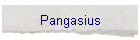 Pangasius